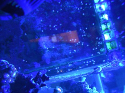 fish tank pic 8242010.jpg