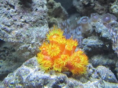 Sun coral.jpg