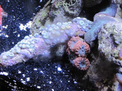 closed pink zoa branch.jpg