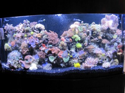 125 gallon reef tank.jpg