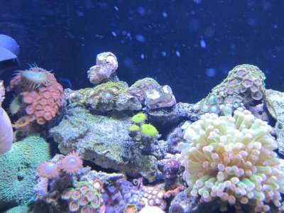 zoas on top - where zoa branch closed.jpg