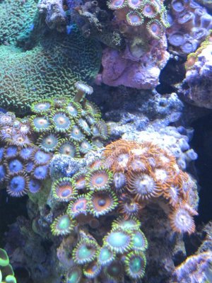 zoas 1.jpg
