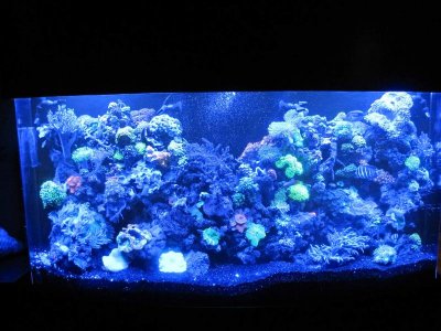 125 gallon reef tank with moon lights.jpg