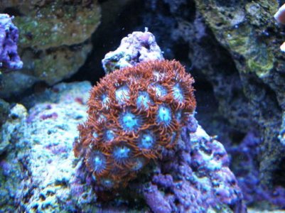 reef tank 2 14 08 013.jpg