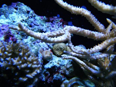corals 047.jpg