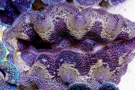 V A2764 3 59 Striped Crocea--WYSIWYG.jpg