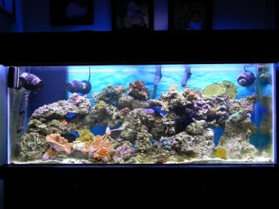Fish tank 022.jpg
