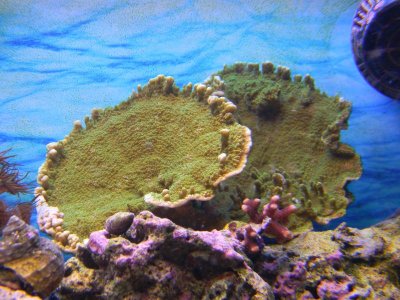 Fish tank 006.jpg