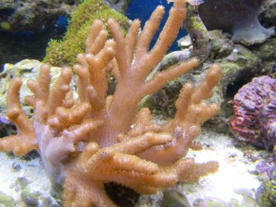 Fish tank 014.jpg