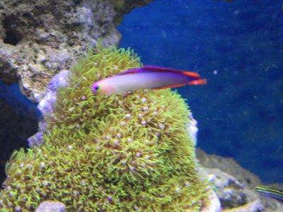 Fish tank 001.jpg