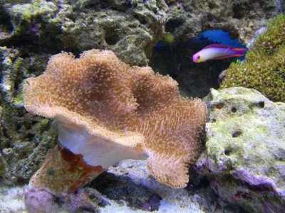 Fish tank 015.jpg