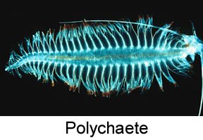 polychaete.jpg