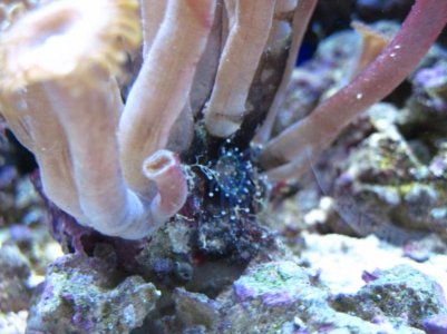 ident_anemone [800x600].jpg