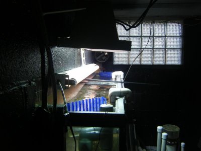 fish tank 004.jpg