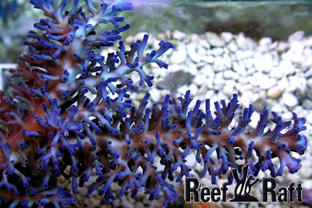 reefraftechinata.jpg