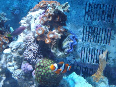 My Saltwater Reef Tank 006.jpg