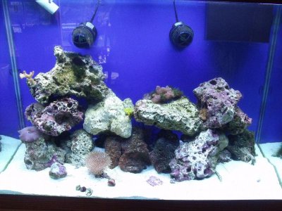2010_0903morefish0001.jpg