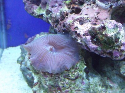 2010_0903morefish0003.jpg