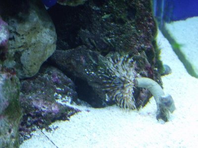 2010_0903morefish0005.jpg