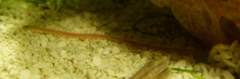 Worm2a.jpg