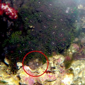 tubastrea-micrantha-1.jpg