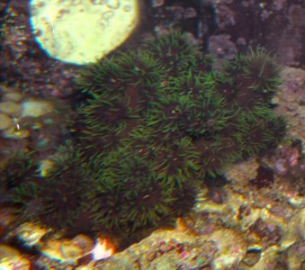 tubastrea-micrantha-2.jpg
