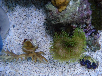 corals 019.jpg