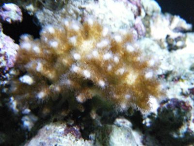 corals 038.jpg