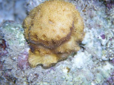 corals 028.jpg