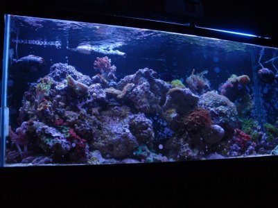 rsz_dscf0011.jpg rsz_dscf0011.jpg