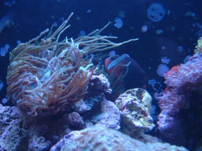 rsz_dscf0040.jpg rsz_dscf0040.jpg