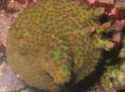 oraredplannet 0051.jpg