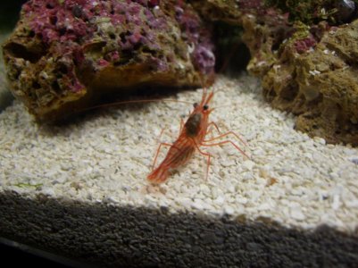 Shrimp1.jpg