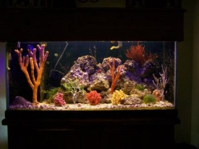 35 Gal. Tank 084.JPG