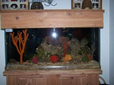 35 Gal. Tank 083.JPG