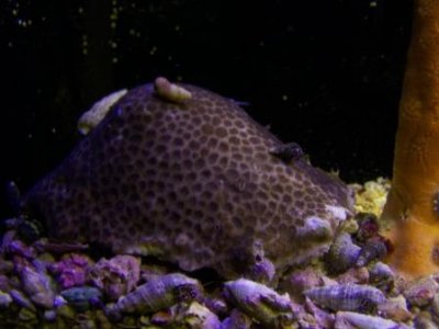 35 Gal. Tank 082.JPG