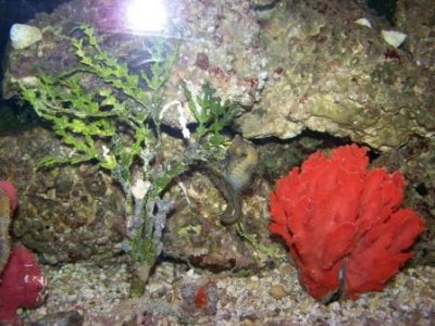 35 Gal. Tank 050.JPG