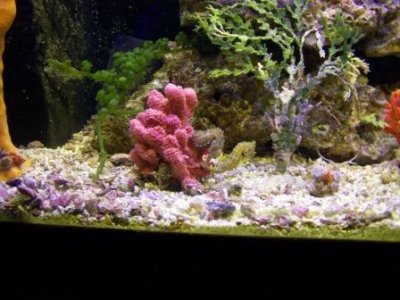 35 Gal. Tank 062.JPG