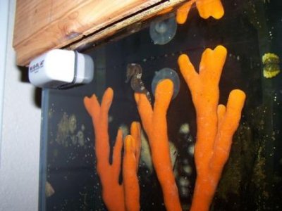 35 Gal. Tank 072.JPG