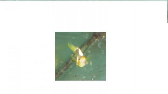 rare clown fish 024.jpg