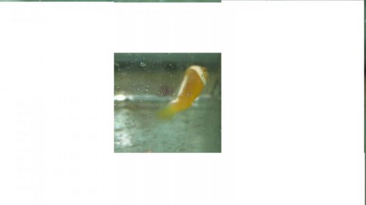 rare clown fish 019.jpg