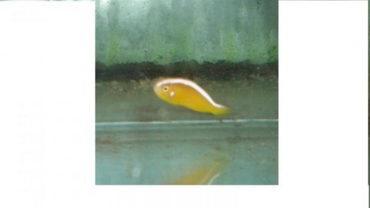 rare clown fish 021.jpg
