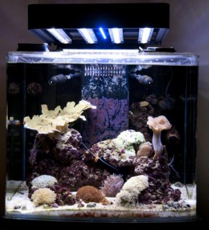 led-full tank.jpg