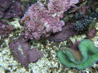 corals 013.jpg