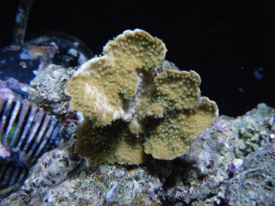 corals 018.jpg
