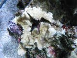 th_corals029.jpg
