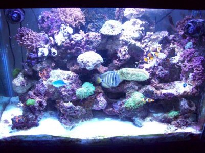 250 watt reef optics 003.jpg