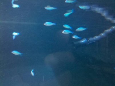 10 Chromis 1Sept2010.jpg