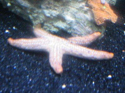 Orange Starfish.jpg