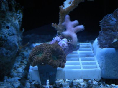 corals 053.jpg